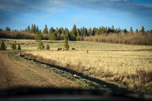 Elk near the cabin